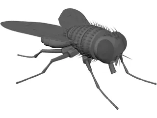 House Fly 3D Model preview