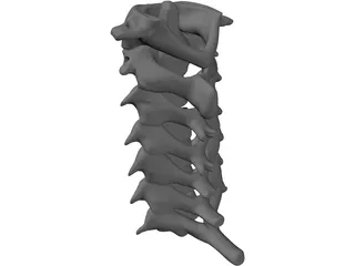 Vertebrae Cervical Bones 3D Model preview