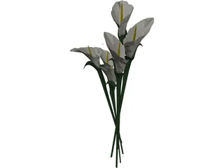 Arum Flower 3D Model preview