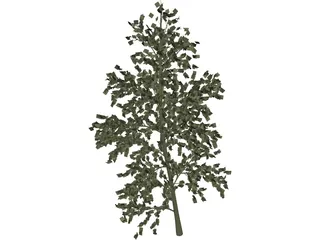 Pioppo Cipressino 3D Model preview