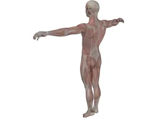 Human Body with Muscles 3D Model preview