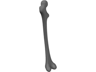 Femur Bone 3D Model preview