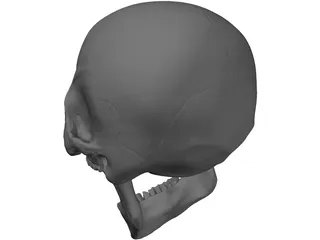 Skull Human 3D Model preview
