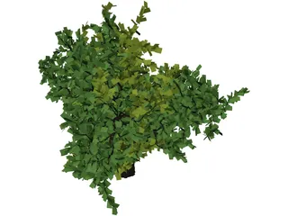 Oak Tree 3D Model preview
