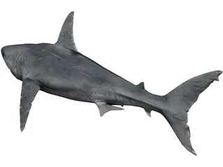 Great White Shark 3D Model preview