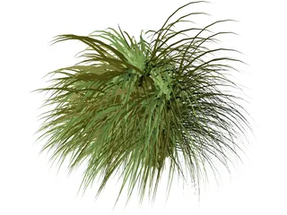 Gynerium Sagittatum Plant 3D Model preview