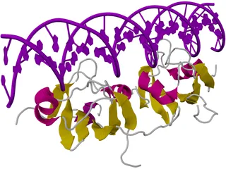 DNA 3D Structure 3D Model preview