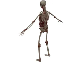 Skeleton with Internal Organs 3D Model preview
