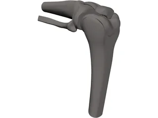 Knee Joint Human 3D Model preview