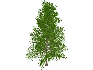Black Tupelo (Nyssa Sylvatica) 3D Model preview