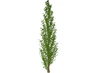 Lombardy Poplar (Populus Nigra) 3D Model preview