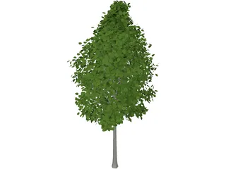 Quaking Aspen (Populus Tremuloides) 3D Model preview