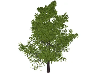 Sassafras 3D Model preview