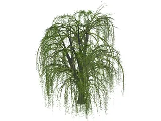 Weeping Willow 3D Model preview