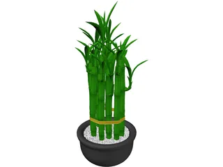 Lucky Bamboo 3D Model preview
