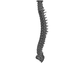 Spine 3D Model preview