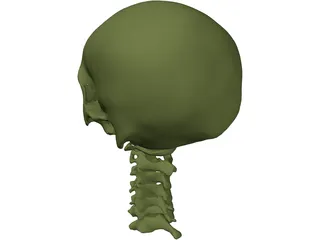 Skull and Neck 3D Model preview