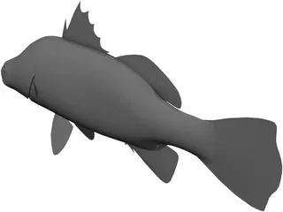 Barramundi 3D Model preview