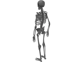 Skeleton 3D Model preview