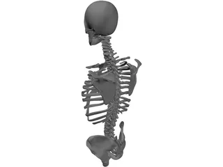 Upper Skeletal System 3D Model preview