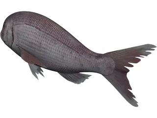 Black Sea Bass 3D Model preview