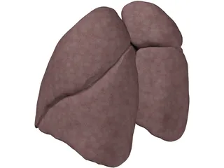 Lungs Human 3D Model preview