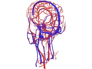 Systemic Circulation of Head 3D Model preview
