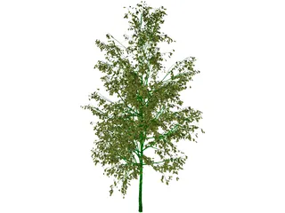 Birch Tree 3D Model preview