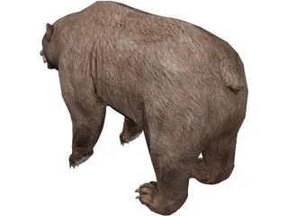 Brown Bear 3D Model preview
