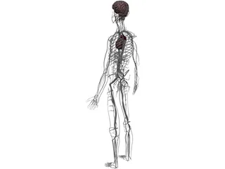 Circulatory System with Heart, Thymus and Brain 3D Model preview