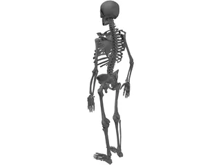 Skeleton 3D Model preview