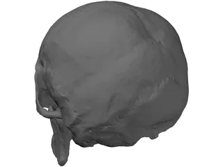 Skull Human 3D Model preview