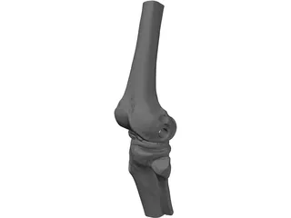 Human Knee Joint 3D Model preview