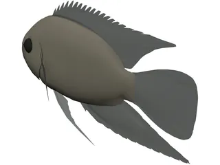 Cichlid 3D Model preview