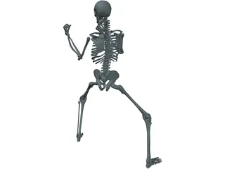 Skeleton 3D Model preview