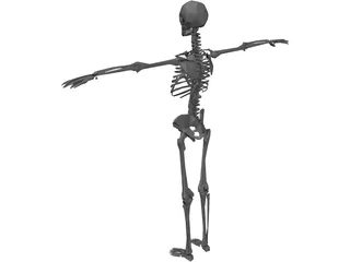 Skeleton 3D Model preview