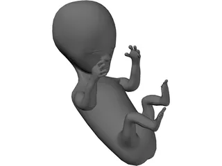Fetus 12 Week 3D Model preview