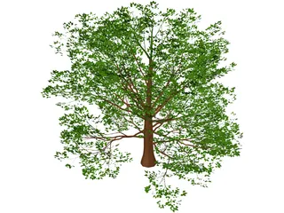 American Beech 3D Model preview