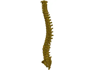 Human Spine 3D Model preview