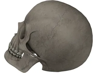 Skull 3D Model preview