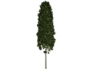Carpinus Betulus Tree 3D Model preview
