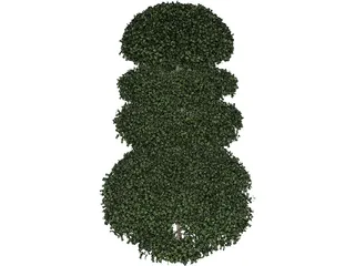 Buxux Semeprvirens Boxwood 3D Model preview