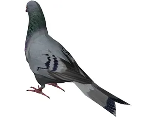Pigeon 3D Model preview