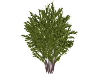 Nandina [Phyllostachys] 3D Model preview