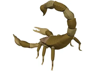 Scorpion - Buthidae Family - Hottentotta Species 3D Model preview
