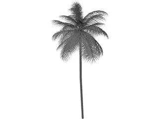 Palm Tree Caribean 3D Model preview