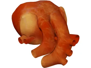 Human Heart 3D Model preview