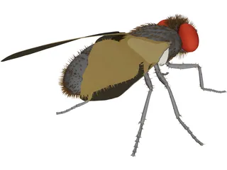 Fly Gray 3D Model preview