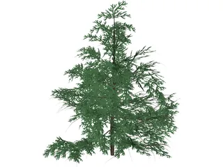 False Golden Larch 3D Model preview