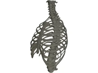 Thorax 3D Model preview